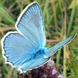 Polyommatus daphnis